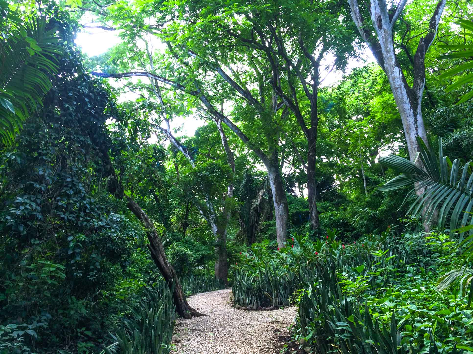        nosara yoga institute trails
  - Costa Rica