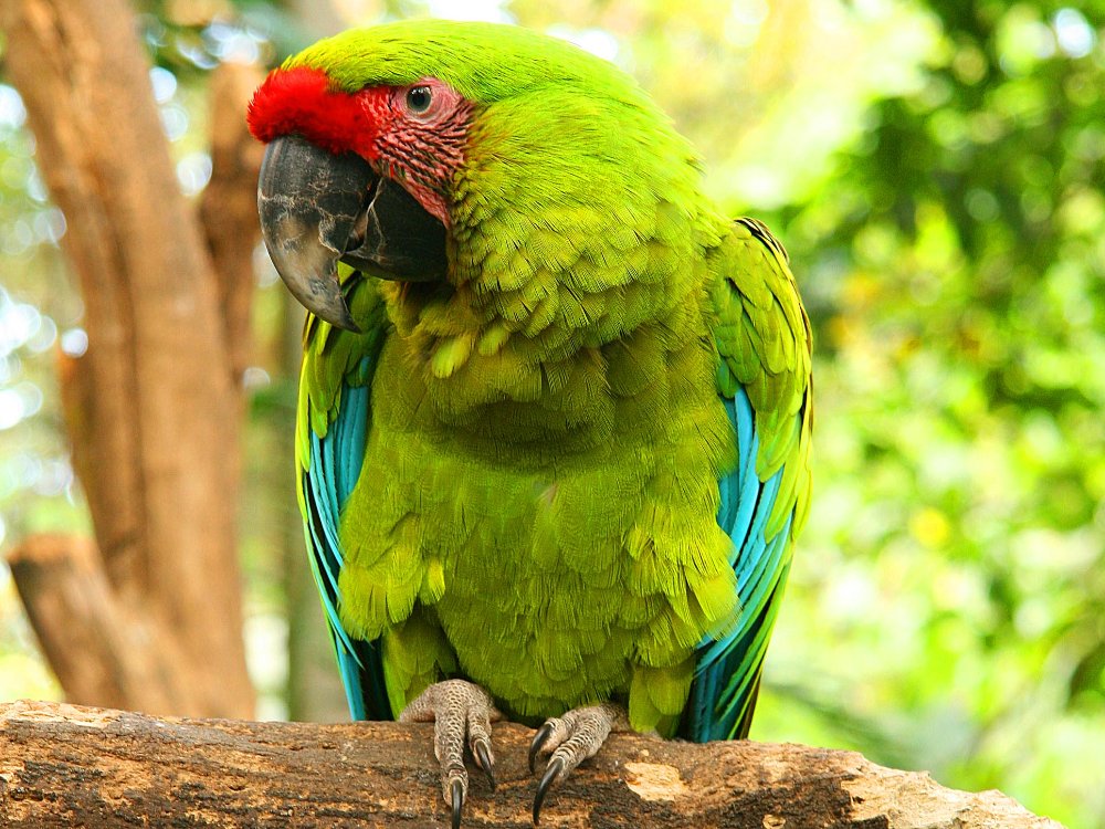 great green macaw perched on tree branch
 - Costa Rica