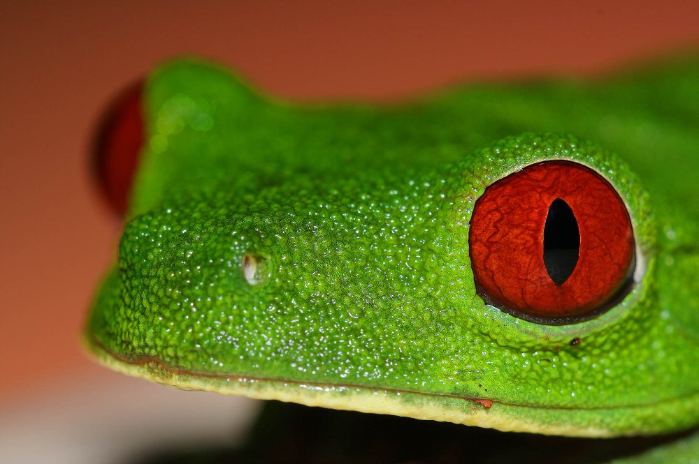 tree frog playa nicuesa 
 - Costa Rica