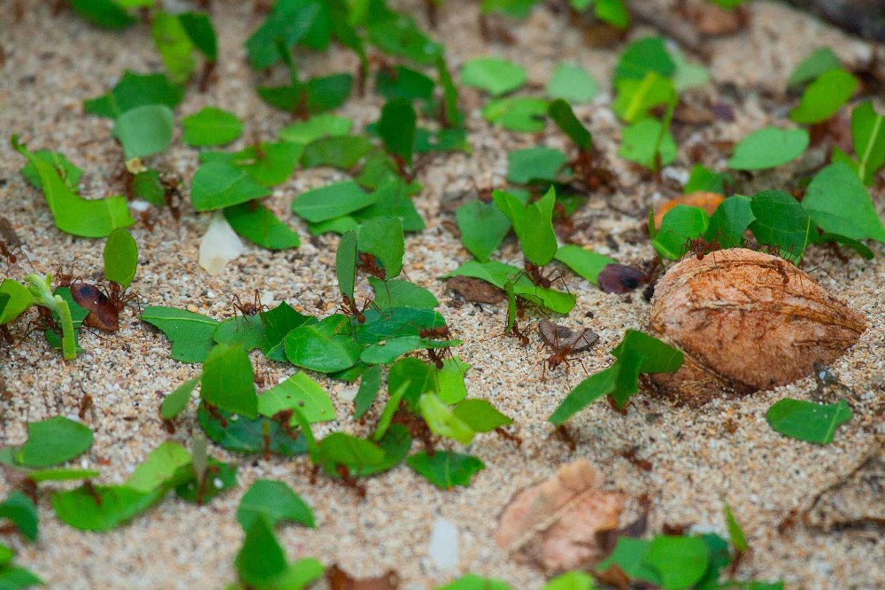        leaf cuter ants cahuita national park
  - Costa Rica