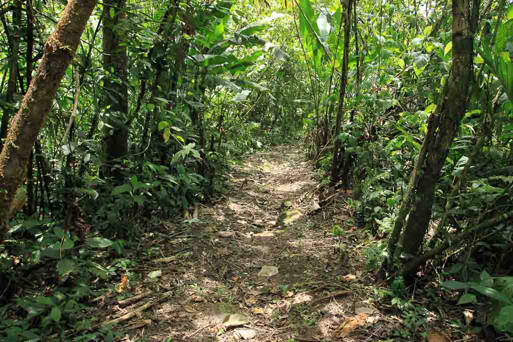        rancho margot forest trail 
  - Costa Rica