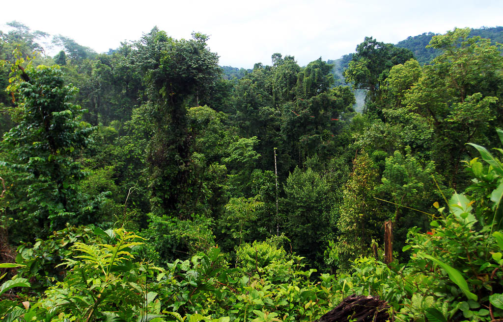        releasing the kinkajou blog midowrld rainfores 
  - Costa Rica