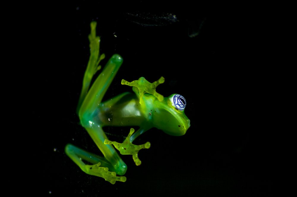        glass frog sticked to a window monteverde
  - Costa Rica