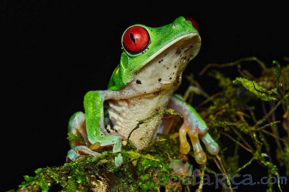        red eyed green tree frog perched on a branch during the night
  - Costa Rica
