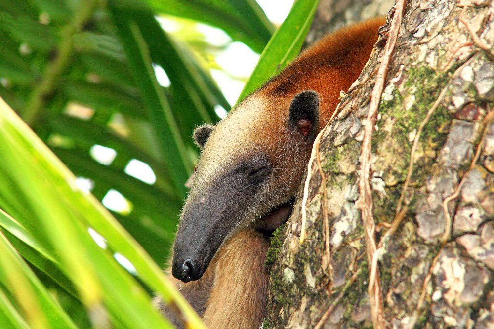 corcovado anteater
 - Costa Rica