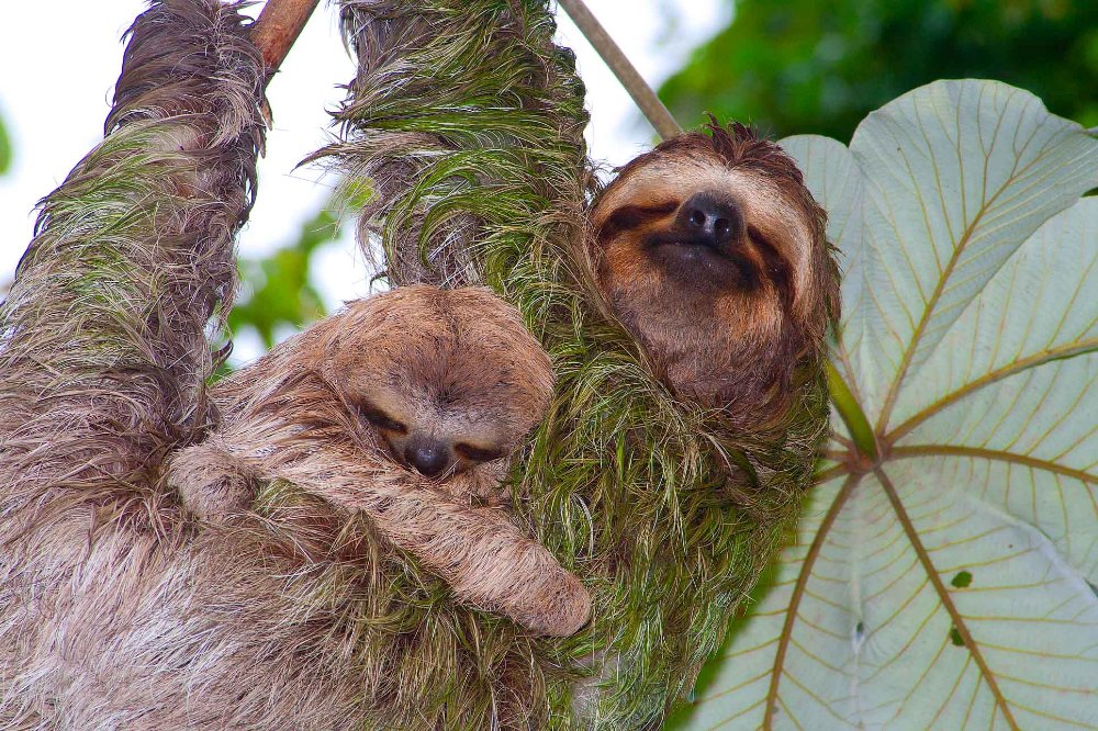        sloths on cecropia tree manuel antonio
  - Costa Rica