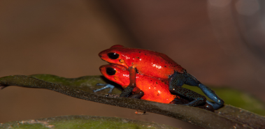Blue Jeans Poison Dart Frogs - Costa Rica