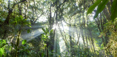 Santa Elena Cloud Forest Reserve - Costa Rica