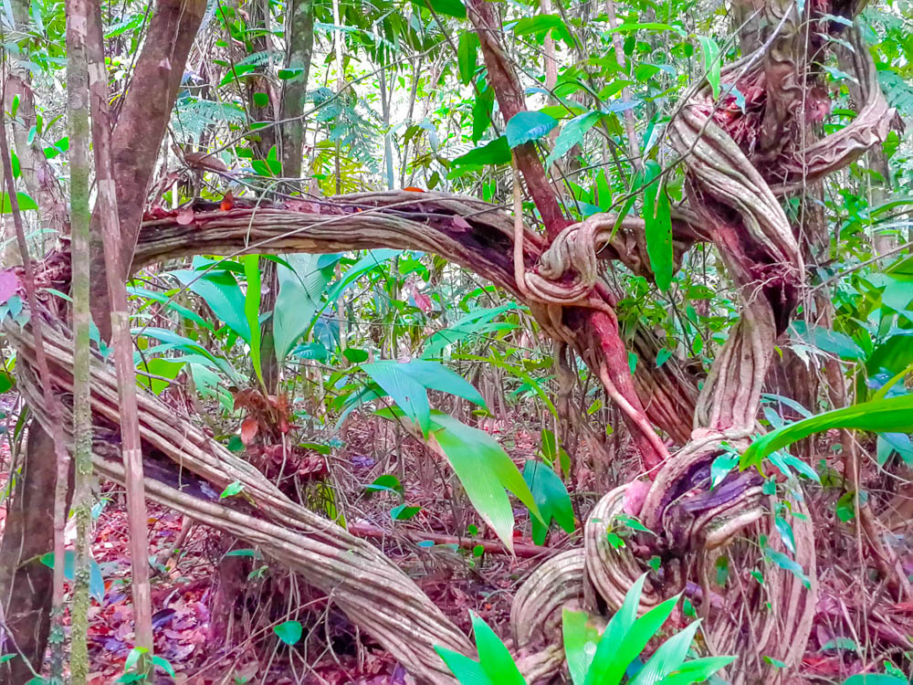        strangler tree corcovado canopy tour
  - Costa Rica