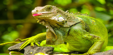 Green Iguanas - Costa Rica