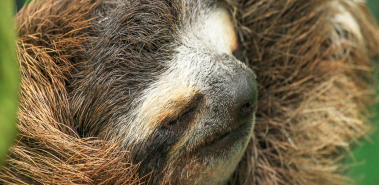 Sloth Rescue Center - Costa Rica
