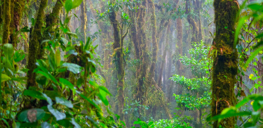 Los Angeles Cloud Forest Reserve - Costa Rica