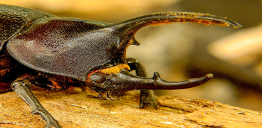 Hercules Beetles - Costa Rica