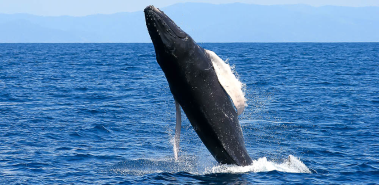 Whales - Costa Rica