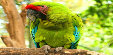 Great Green Macaws - Costa Rica