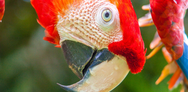 4 Day Nature & Wildlife Costa Rica - Costa Rica