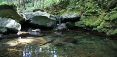The Mountain Brook - Costa Rica
