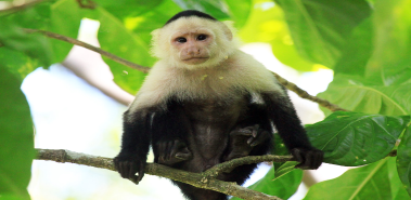 Day 8: Wildlife at Cahuita National Park - Costa Rica
